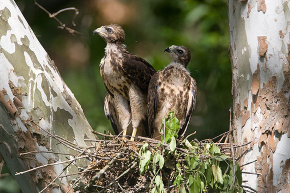 Red-shouldered Hawk (Buteo lineatus) juvenile