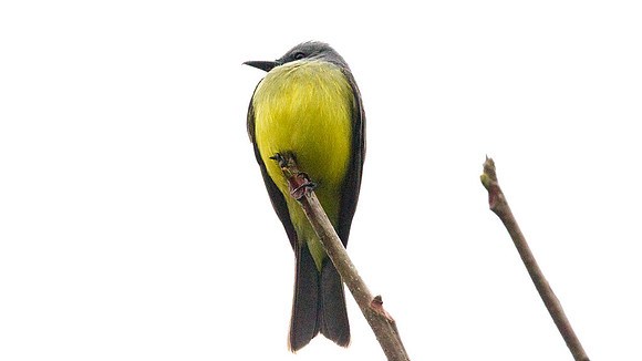 Tropical Kingbird (Tyrannus melancholicus)