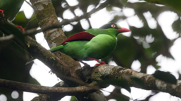 Bornean Green Magpie (Cissa thalassina)