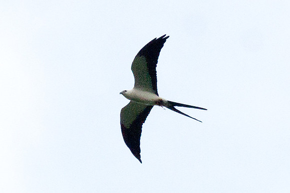 Swallow-tailed Kite (Elanoides forficatus)