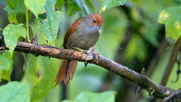 Red-faced Spinetail (Cranioleuca erythrops)
