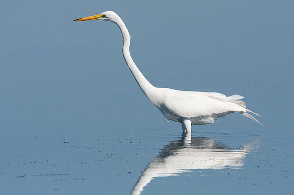 Great Egret (Ardea alba) also known as Great White Egret or Common Egret