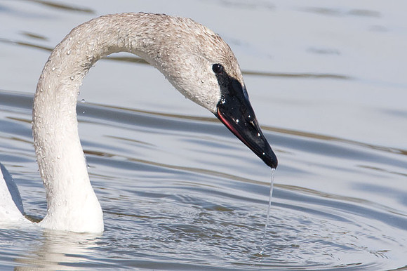 Trumpeter Swan (Cygnus buccinator)
