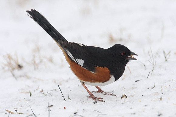 Eastern Towhee (Pipilo erythrophthalmus) male