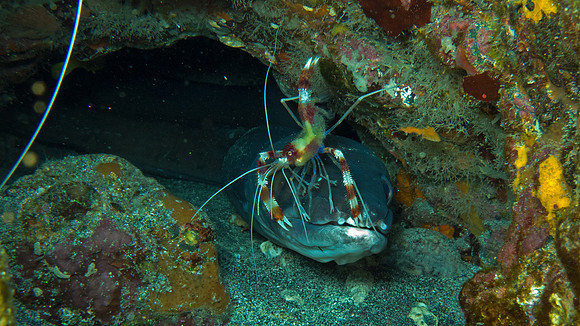 Conger Eel - Hawaii (Endemic)