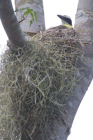 Boat-billed Flycatcher (Megarynchus pitangua)