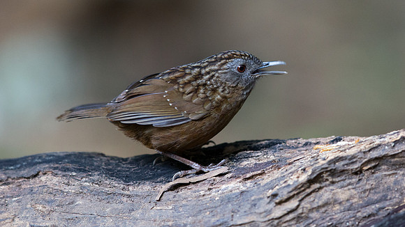 Streaked wren-babbler (Napothera brevicaudata)