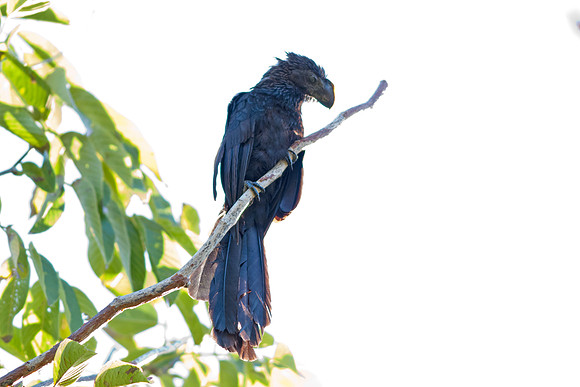 Smooth-billed Ani (Crotophaga ani)