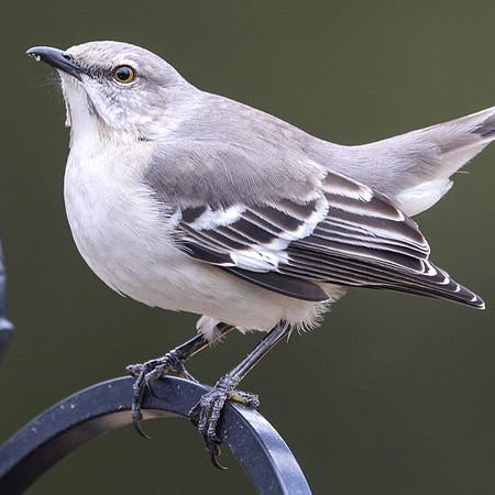 Northern mockingbird