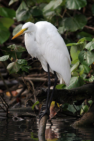 Great Egret (Ardea alba) also known as Great White Egret or Common Egret