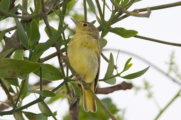 Yellow Warbler (Dendroica petechia)