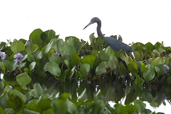 Little Blue Heron (Egretta caerulea)