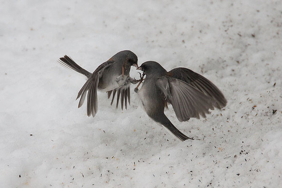 Dark-eyed Junco (Junco hyemalis)