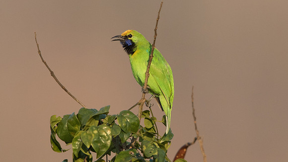 Golden-fronted leafbird (Chloropsis aurifrons)