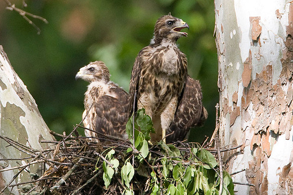 Red-shouldered Hawk (Buteo lineatus) juvenile