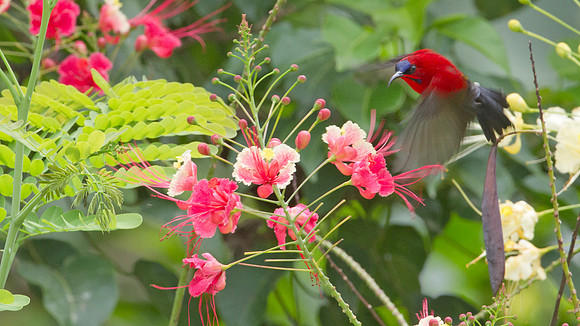 Eastern Crimson Sunbird (Aethopyga siparaja)