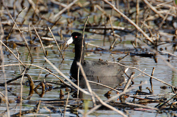 American Coot (Fulica americana)