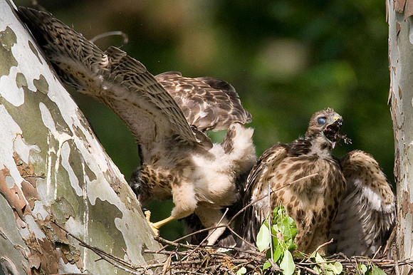 Red-shouldered Hawk (Buteo lineatus) juvenile