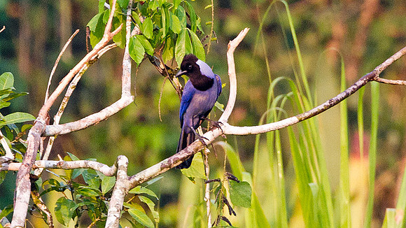 Violaceous Jay (Cyanocorax violaceus)