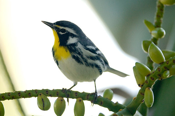 Yellow-throated Warbler (Dendroica dominica)