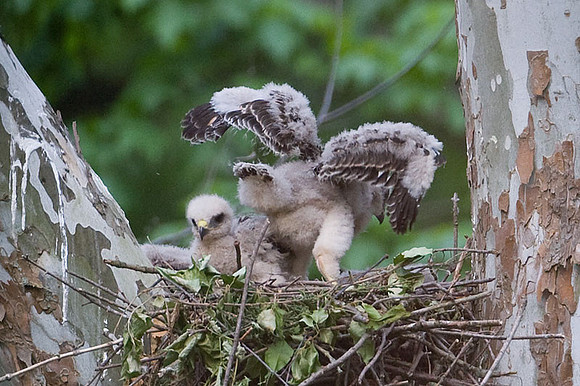 Red-shouldered Hawk (Buteo lineatus) juvenile