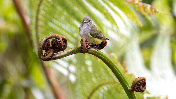 Bornean Flowerpecker (Dicaeum monticolum) female