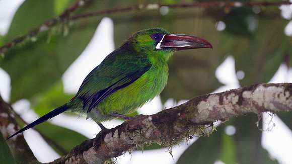 Crimson-rumped Toucanet (Aulacorhynchus haematopygus)