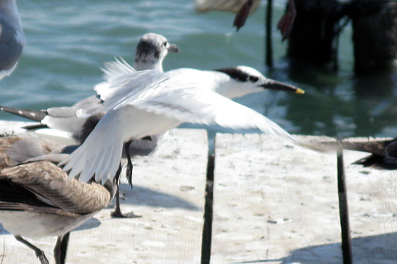 Sandwich Tern (Thalasseus sandvicensis)