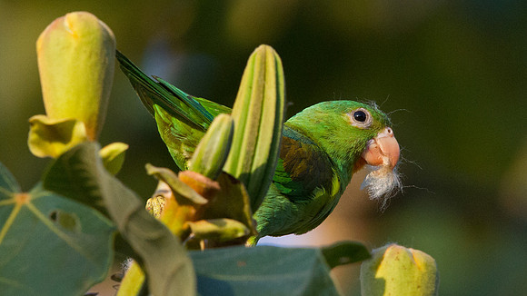 Orange-chinned Parakeet (Brotogeris jugularis)