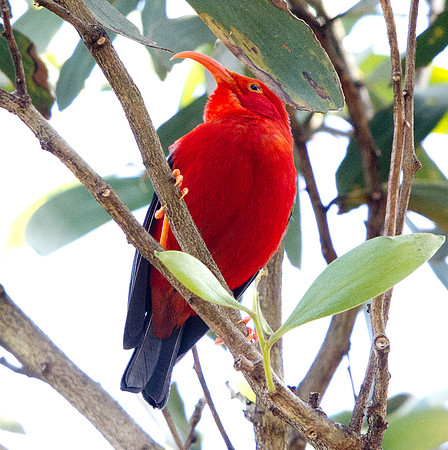 ʻIʻiwi (Vestiaria coccinea)