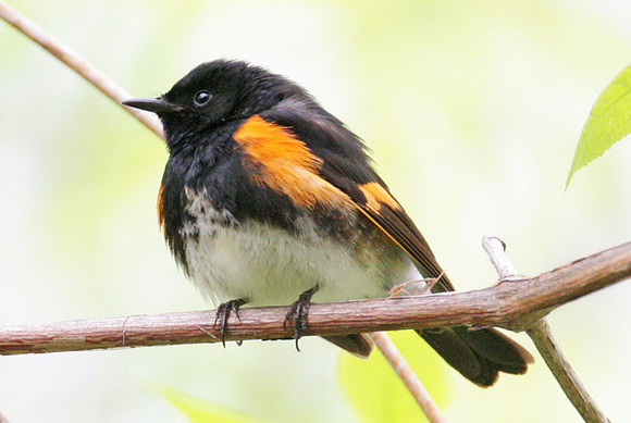 American Redstart (Setophaga ruticilla)