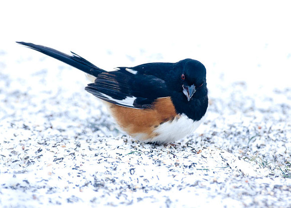 Eastern Towhee (Pipilo erythrophthalmus) male