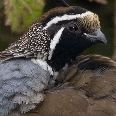 California Quail (Callipepla californica)