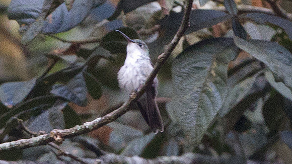 White-bellied Hummingbird (Amazilia chionogaster)