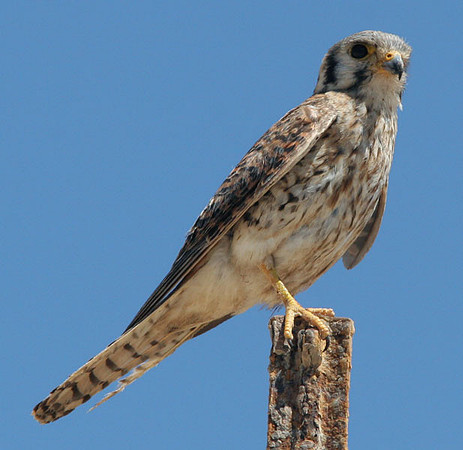 American Kestrel (Falco sparverius)