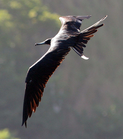 Magnificent Frigatebird (Fregata magnificens)