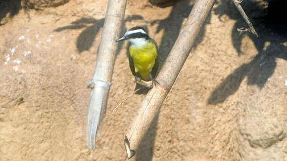 Lesser Kiskadee (Pitangus lictor)