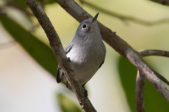 Blue-gray Gnatcatcher (Polioptila caerulea)