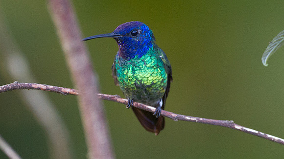 Golden-tailed Sapphire (Chrysuronia oenone)