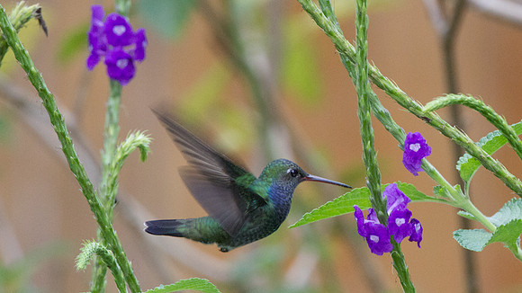Sapphire-spangled Emerald (Amazilia lactea)