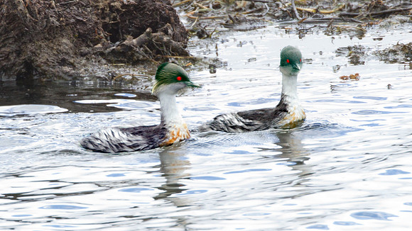 Silvery Grebe (Podiceps occipitalis)