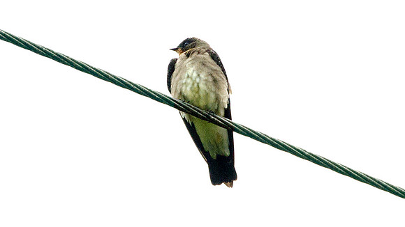 Southern Rough-winged Swallow (Stelgidopteryx ruficollis)