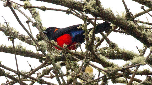 Scarlet-bellied Mountain-tanager (Anisognathus igniventris)