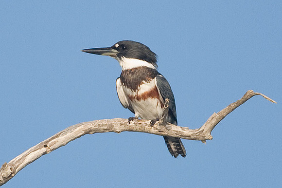 Belted Kingfisher (Megaceryle alcyon) female