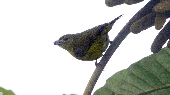 Thick-billed Euphonia (Euphonia laniirostris)