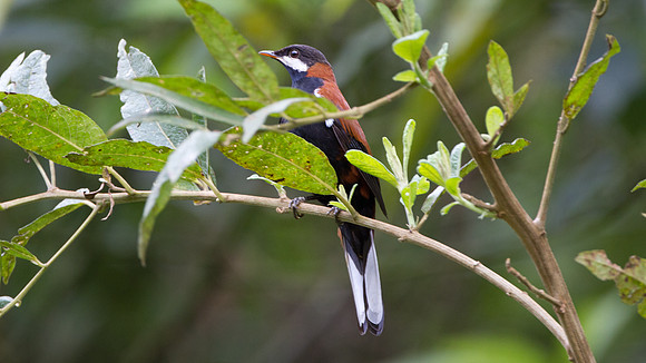 White-eared Solitaire (Entomodestes leucotis)