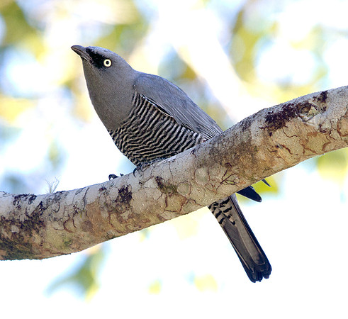 Barred cuckooshrike (Coracina lineata) Male