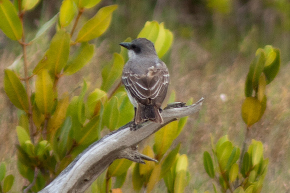 Gray Kingbird ( Tyrannus dominicensis)