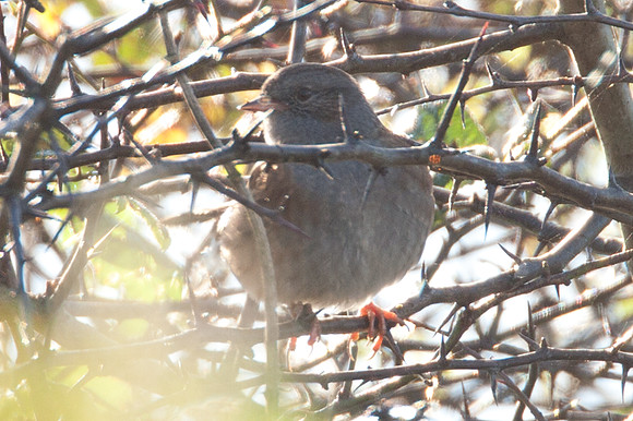 Dunnock (Prunella modularis)
