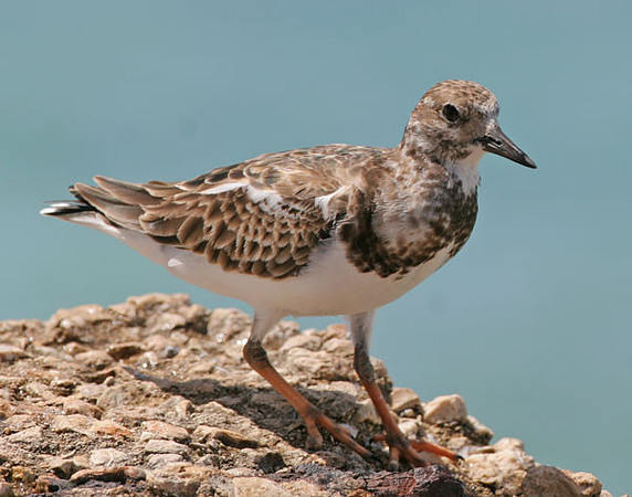 Ruddy Turnstone (Arenaria interpres)
